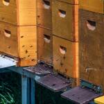 bees around a bee hotel