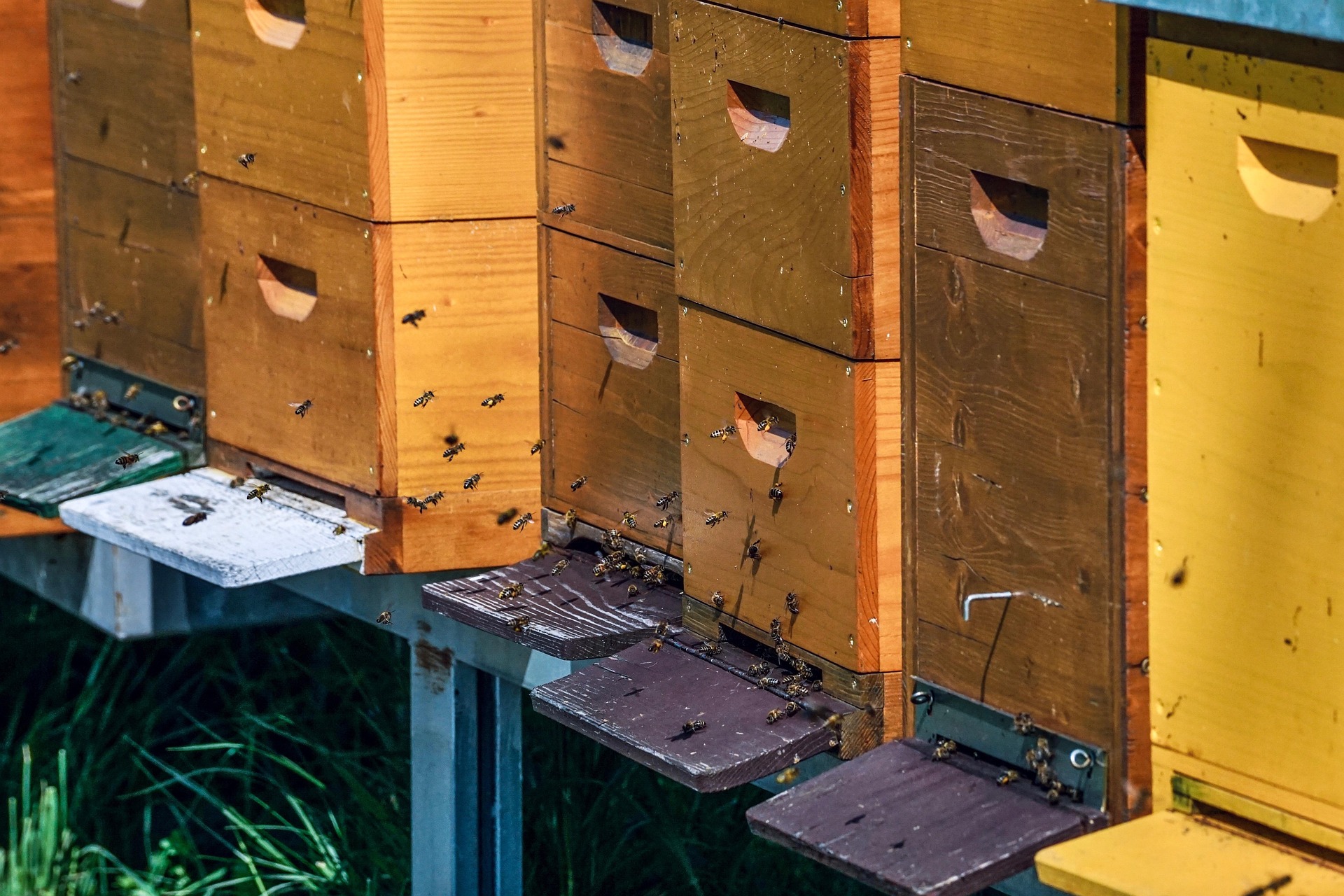 bees around a bee hotel