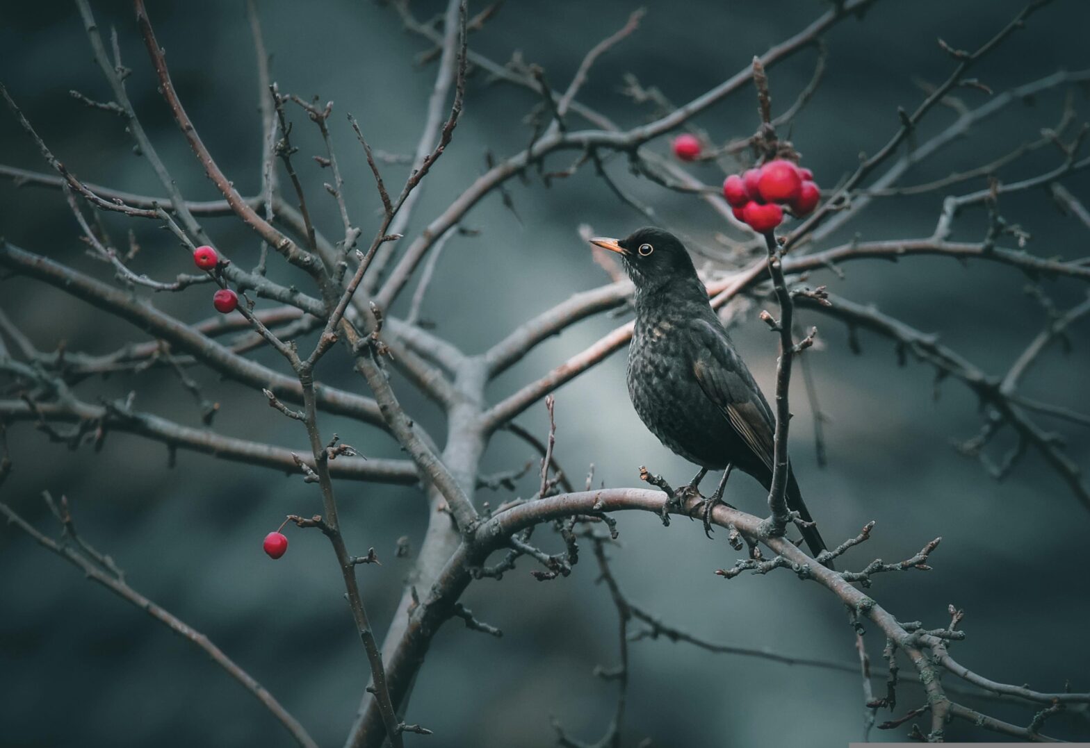 Blackbird on a leafless branch with only 3 red rosehips in winter, image by Aneta Rog, Pixabay