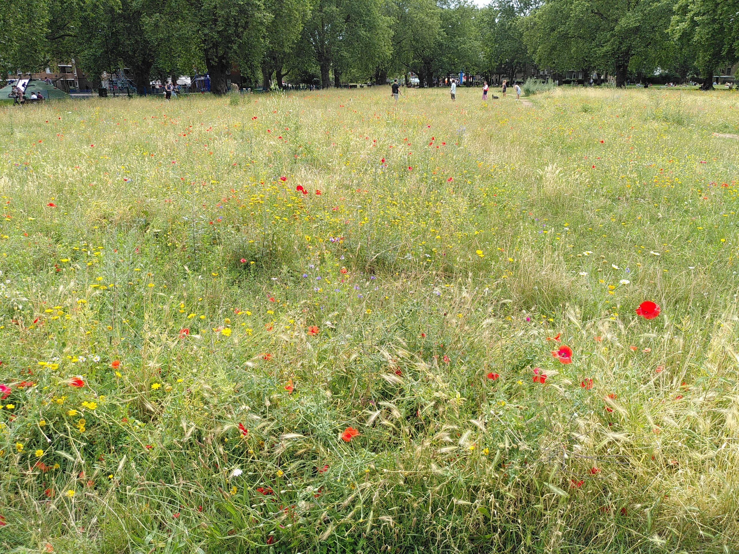 Photo of a wildflower meadow in a park in London