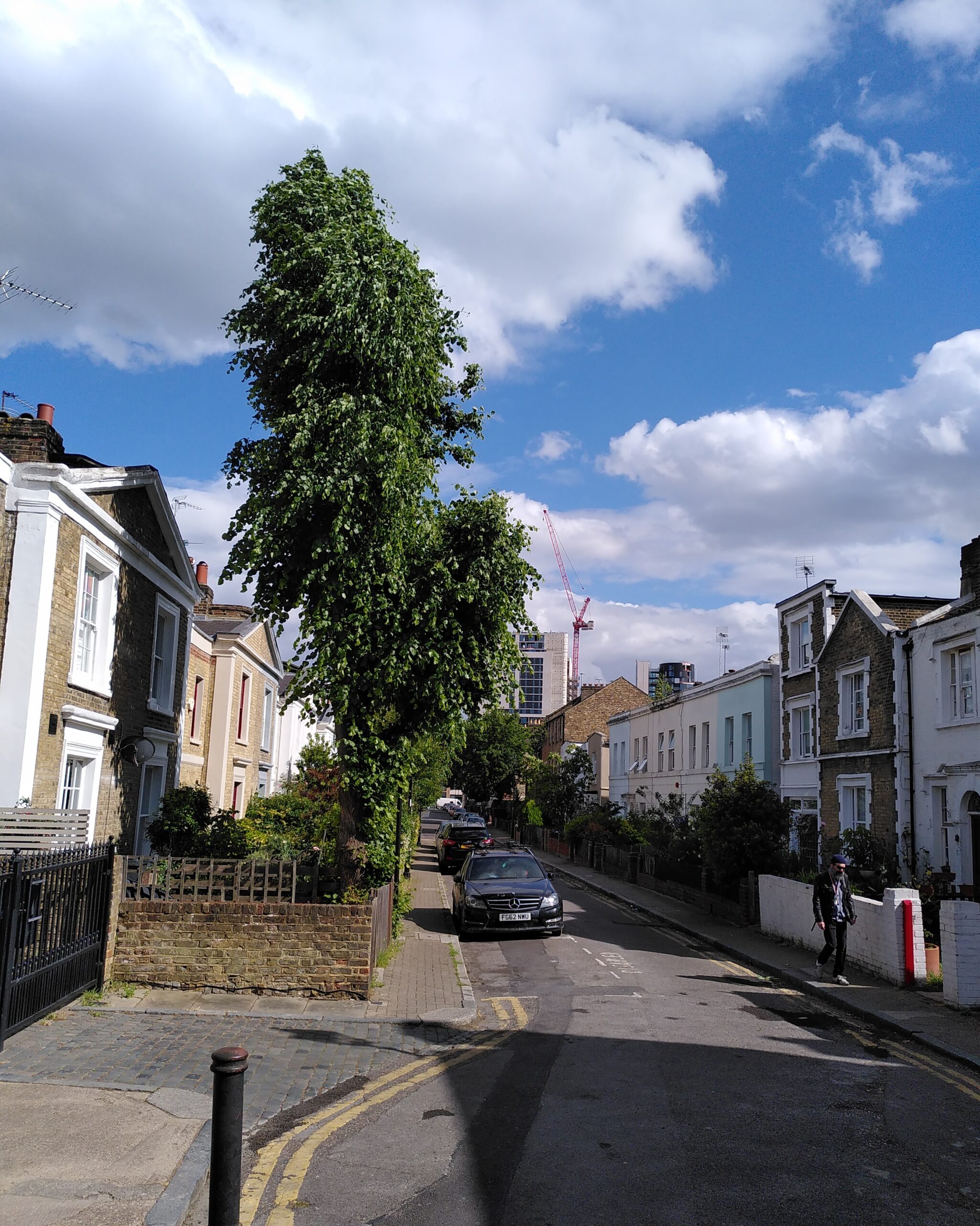 Urban tree on a street against sky with clouds, image by Adam Hardy