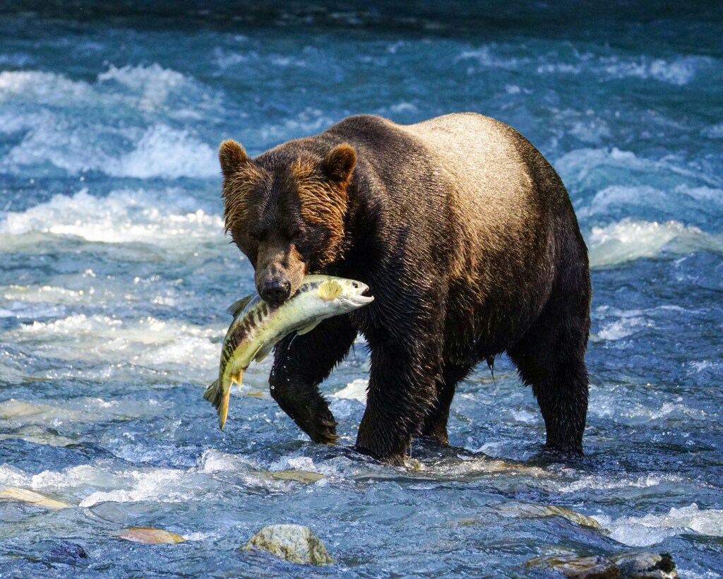 Bear with Fish in its Mouth Photo by https://unsplash.com/@ssistu Srikanth Sistu brown-bear-holding-a-fish-in-its-mouth-Unsplash