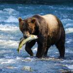Photo by https://unsplash.com/@ssistu Srikanth Sistu brown-bear-holding-a-fish-in-its-mouth-Unsplash
