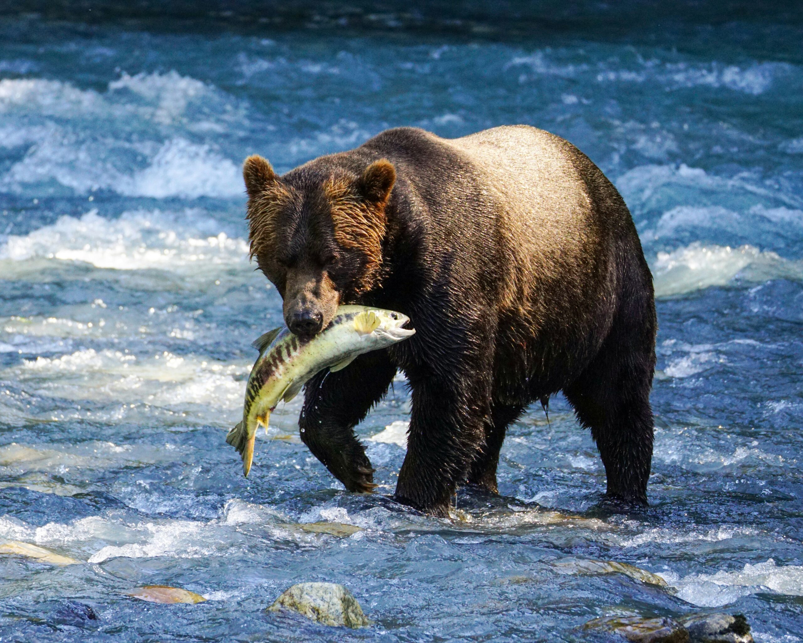 Photo by https://unsplash.com/@ssistu Srikanth Sistu brown-bear-holding-a-fish-in-its-mouth-Unsplash