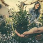 Thanks to @b3njamin on unsplash - photo of gardener's hand with a plant https://unsplash.com/photos/person-showing-green-plant-wuU_SSxDeS0