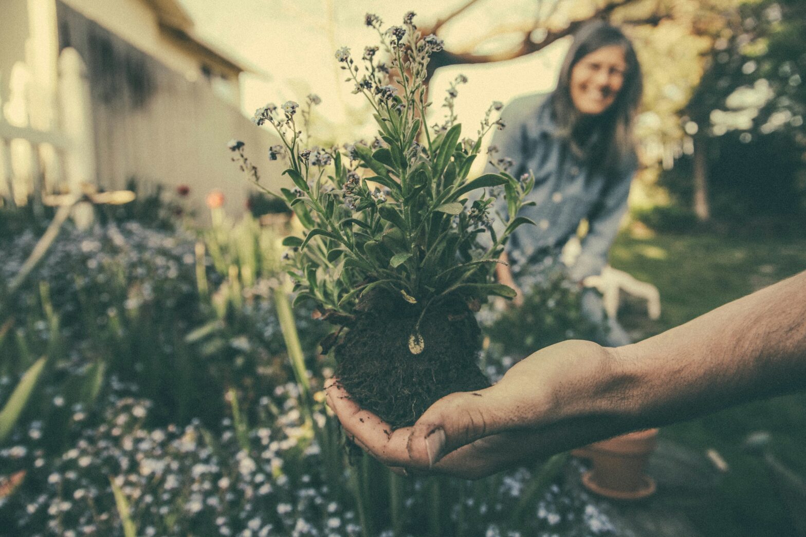 Thanks to @b3njamin on unsplash - photo of gardener's hand with a plant https://unsplash.com/photos/person-showing-green-plant-wuU_SSxDeS0