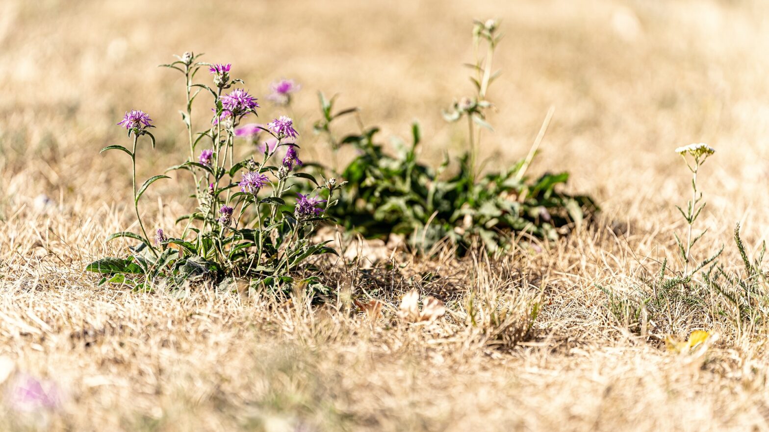 Image by Schorsch from Pixabay, wild flowers surviving surrounded by dried, brown vegetation