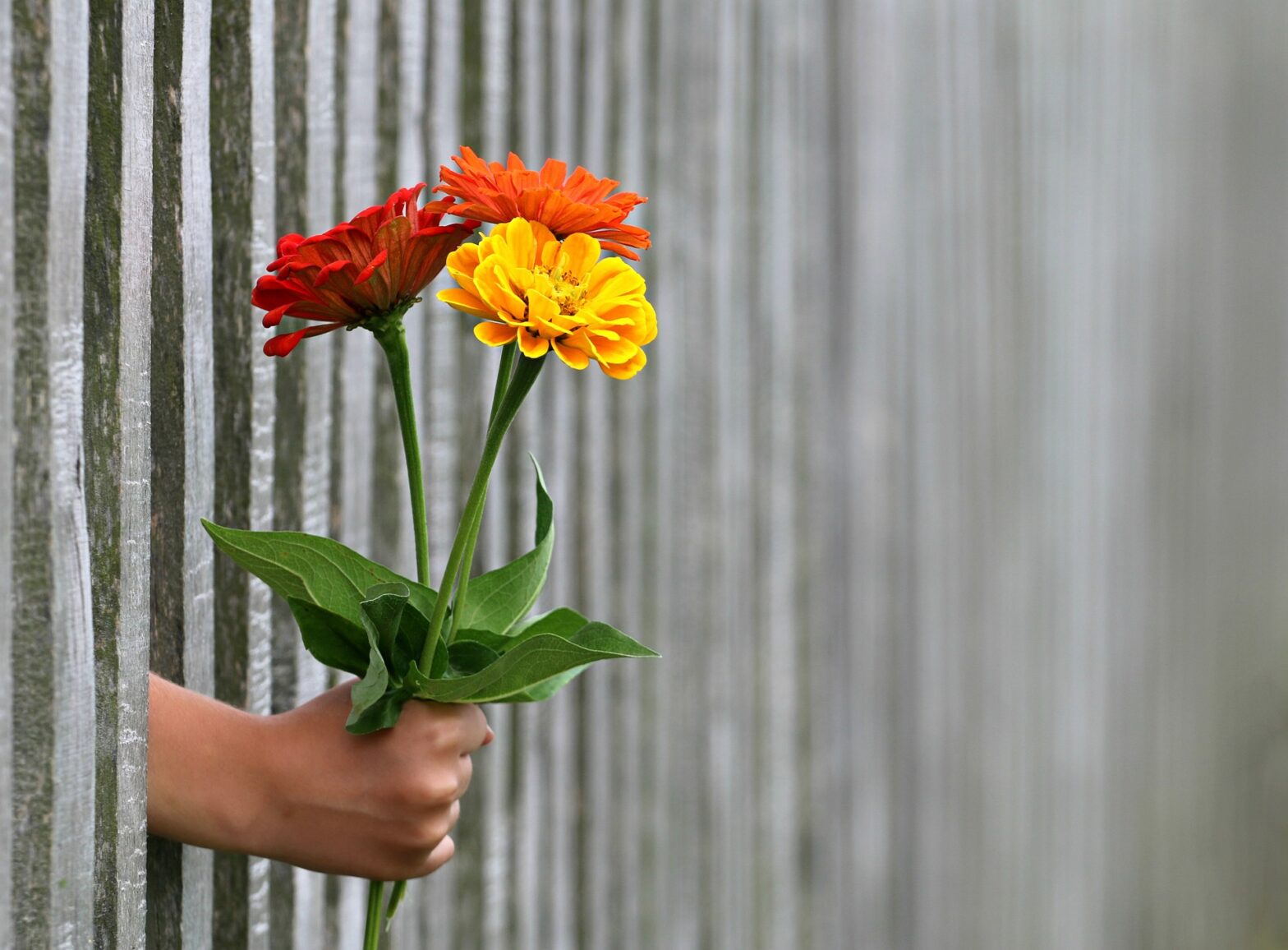 A child's hand passing a bunch of sustainable flowers through a fence. Image by svklimkin from Pixabay