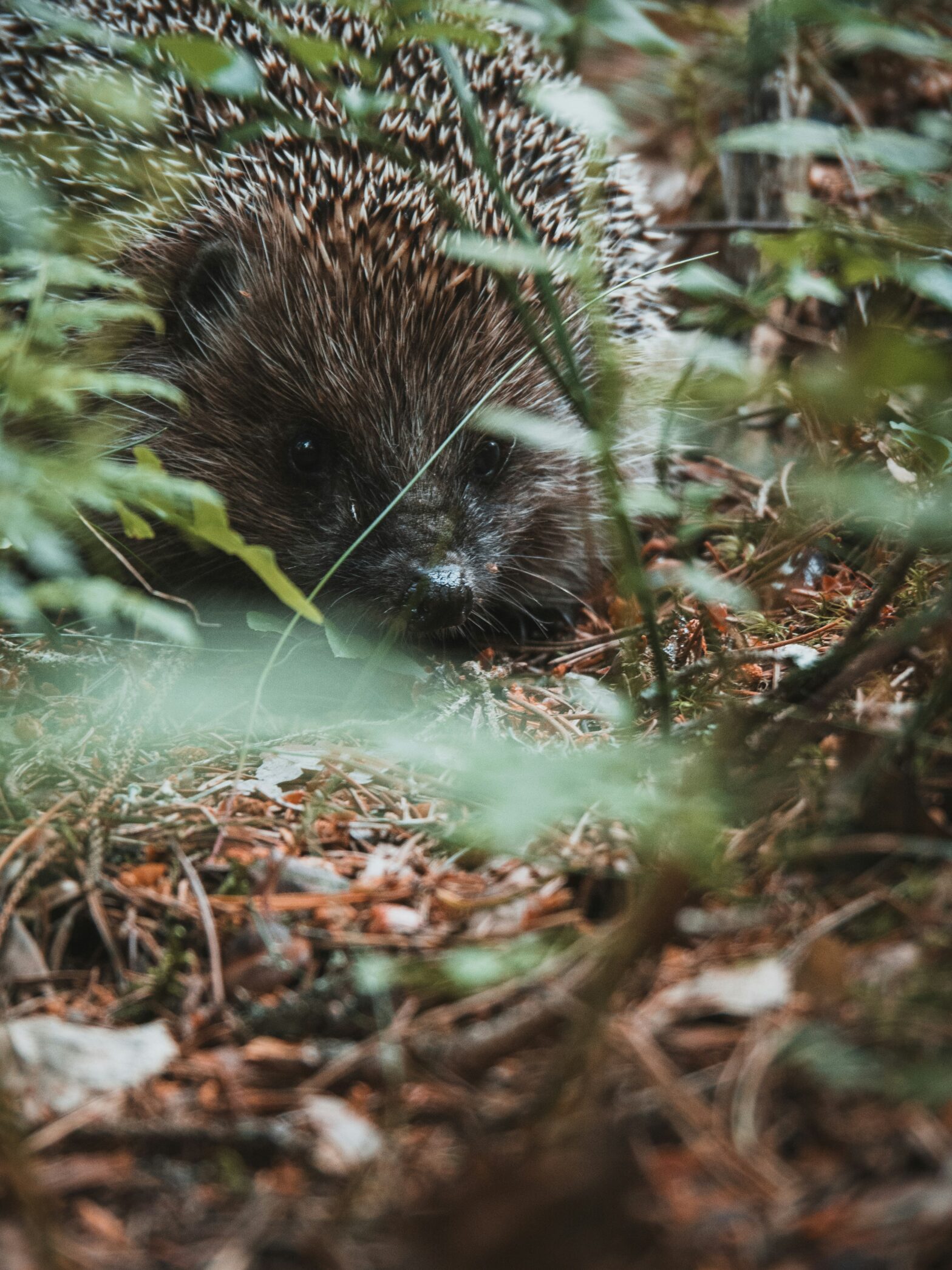 Close-up of a hedgehog in undergrowth, photo by Anton Sobotyak on Unsplash