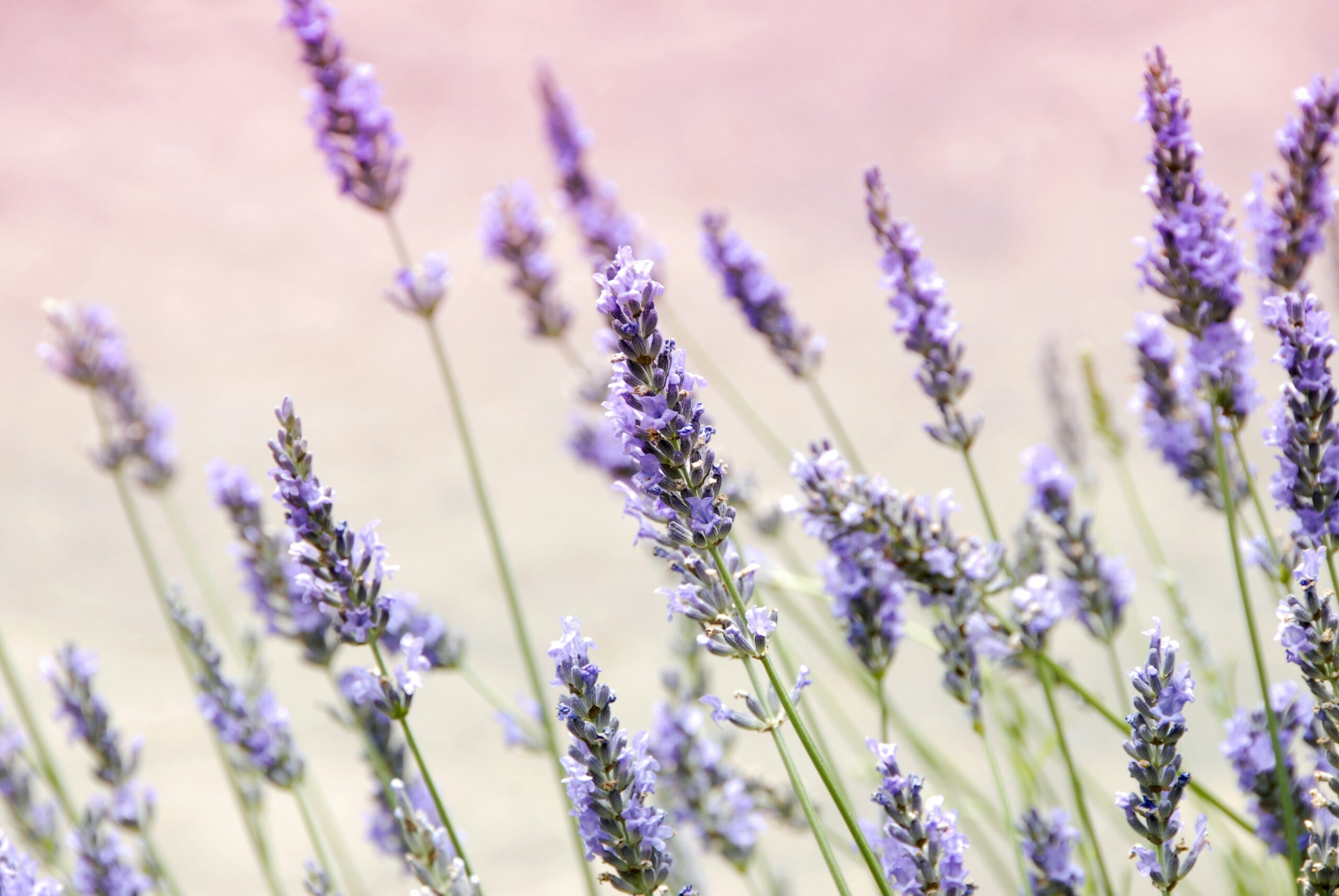 Lavender by https://unsplash.com/@joyful_janine Janine Joles on Unsplash