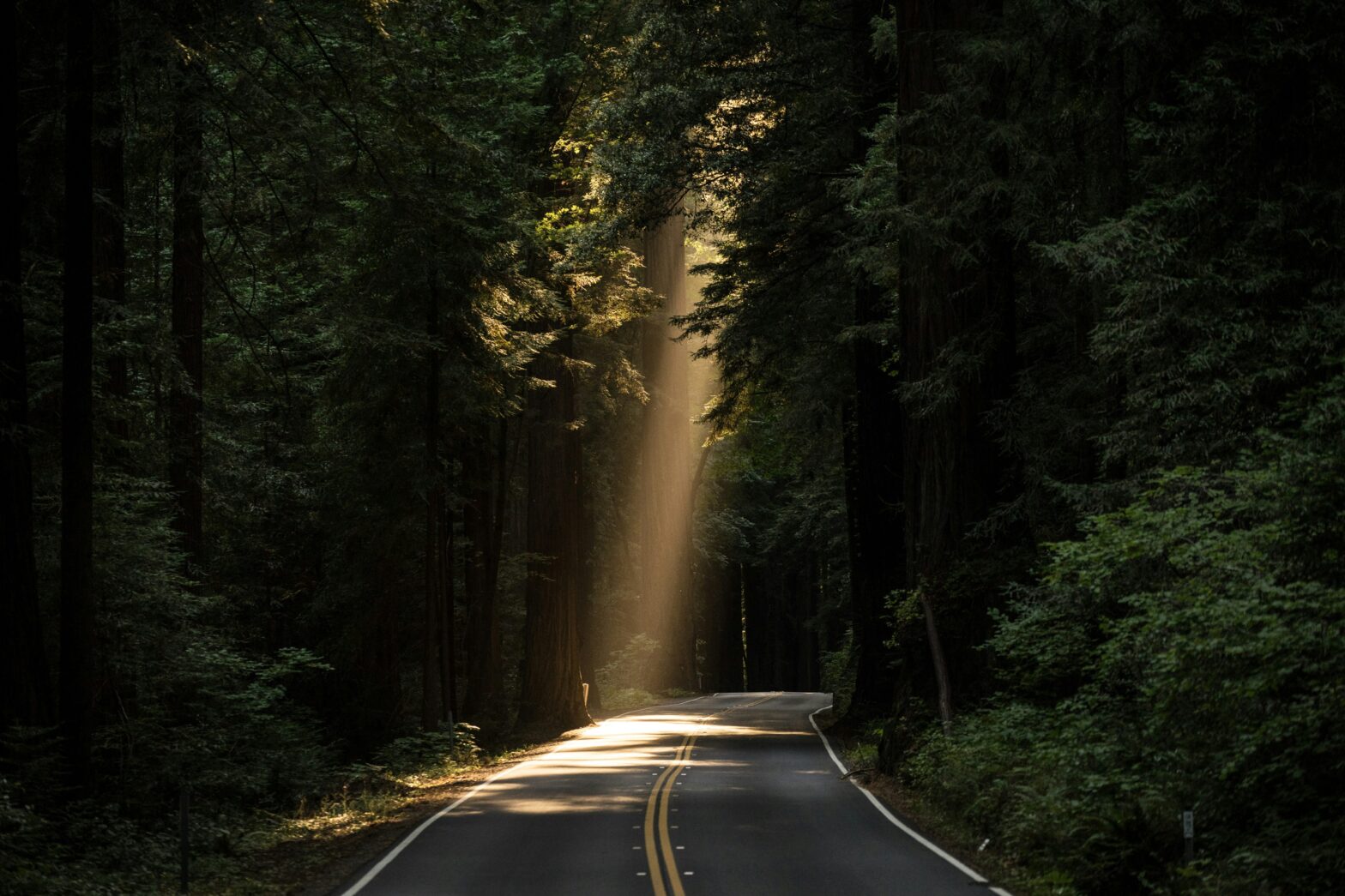 A shaft of sunlights hits a tarmac road in a dense forest. Photo by JOHN TOWNER on Unsplash