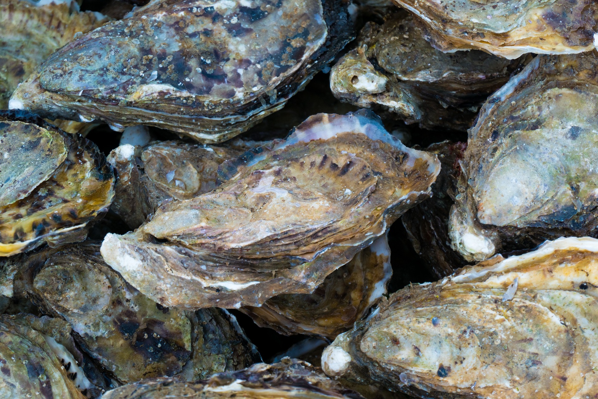 Oysters. Image by Kate Baucherel from Pixabay