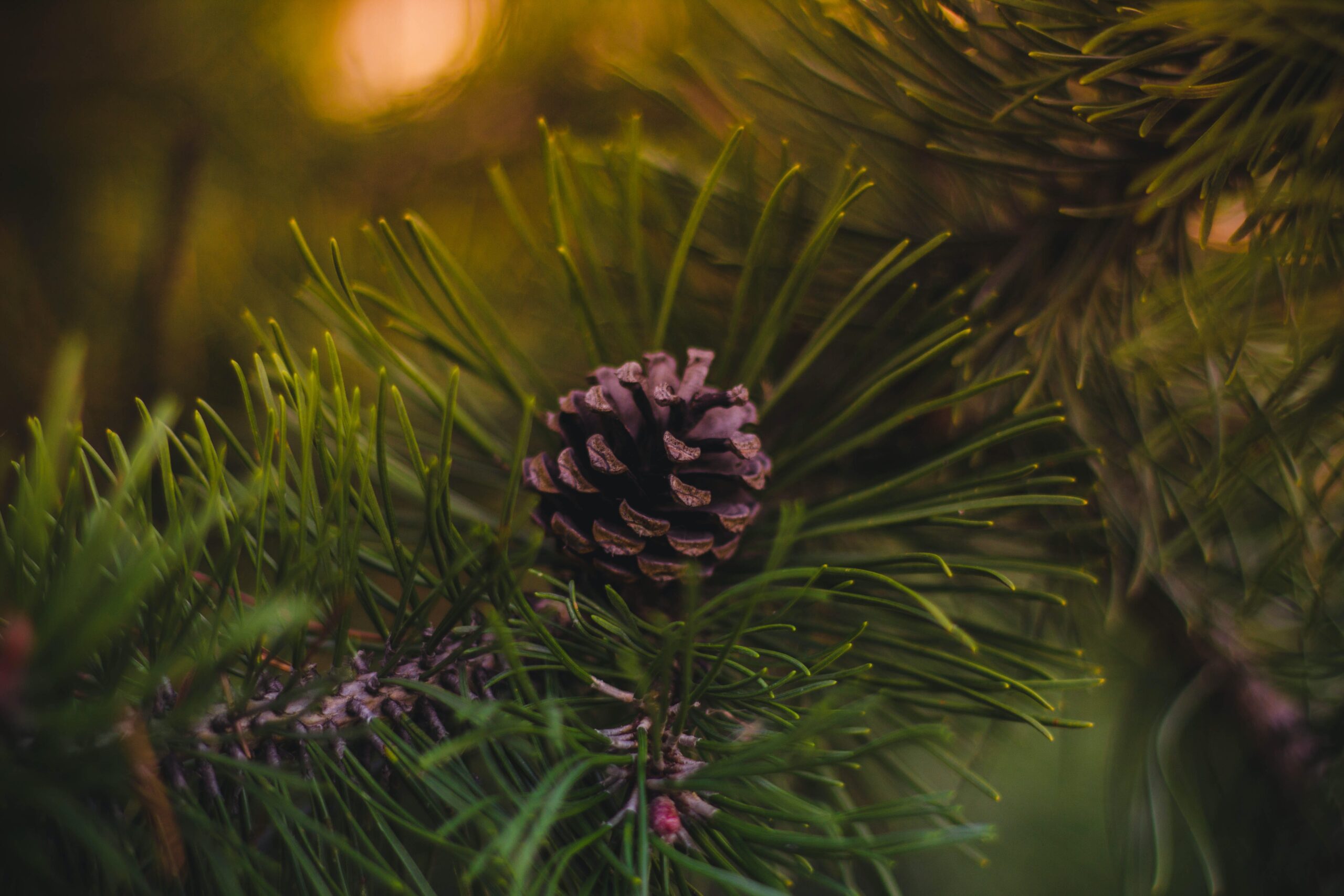 A photo of pine tree branches with cone